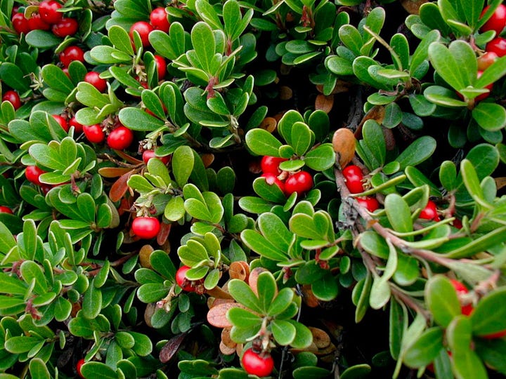 Rimedi naturali per prevenire e combattere la cistite