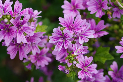 Malva, botanica e fitoterapia