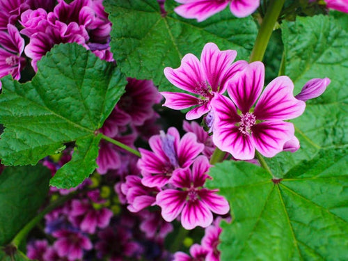 Digestione: integratori che possono essere utili