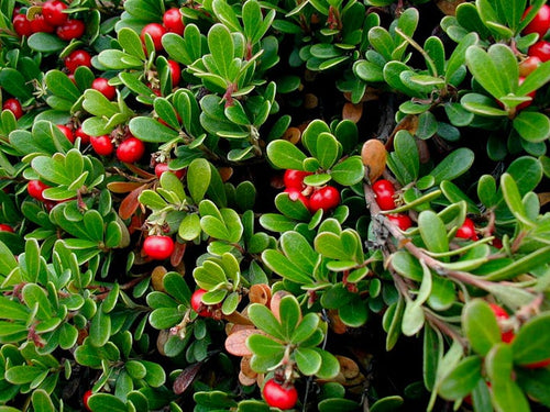 Rimedi naturali per prevenire e combattere la cistite